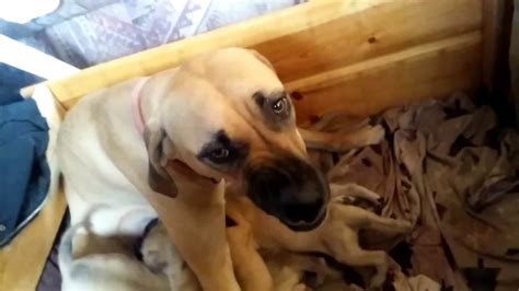 Black Mouth Cur My Dog Breeders Part 81