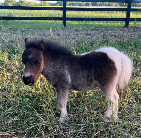 Colt 1 Shady Oaks Miniature Horse Farm