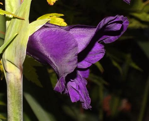 Purple Mate Gladiolus Gladiolus × Hortulanus Hybrid Flow Flickr
