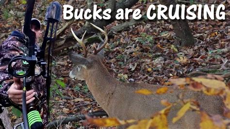 Cruising Bucks Multiple Bucks Hit My Mock Scrape Pa Archery 2023 Deer