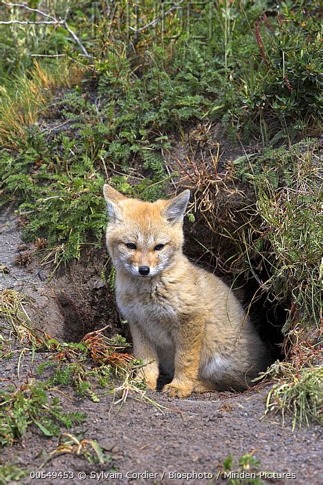 South American Gray Fox Stock Photo Minden Pictures