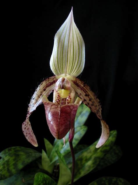 The division is misleading since some cool growing plants need 55 deg.f. Paphiopedilum | I like the shape and mottled leaves are a ...