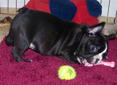 French bulldog information, how long do they live, height and weight, do they shed, personality traits, how much do the french bulldog is a small sized domestic breed that was an outcome of crossing the ancestors of bulldog tail: French Bulldog Butts - Do French Bulldogs have tails?