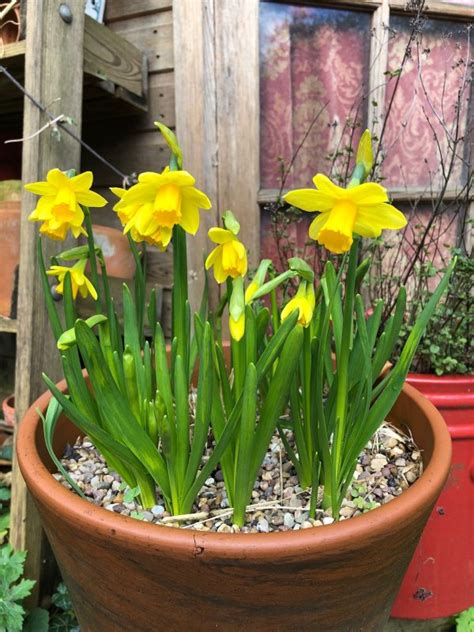 London Cottage Garden Daffodils In A Small Garden Tips On How To Grow