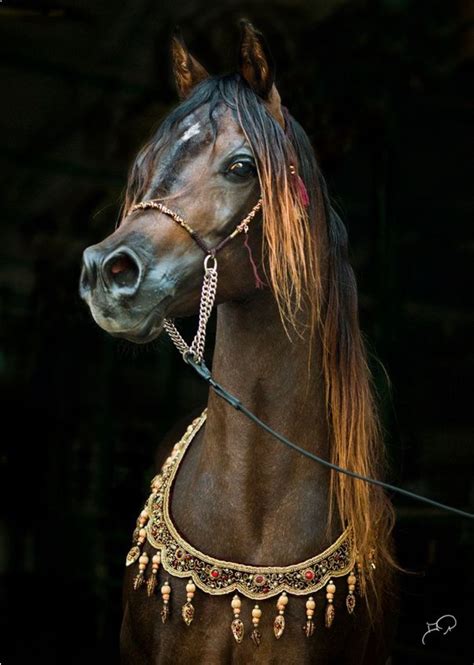 Al Shakhoura A Beautiful Arabian Horse 2014 Photo By Bpa