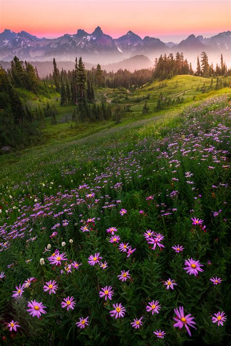 Top Ten Tips For Successful Wildflower Photography Photo Cascadia