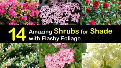 14 Amazing Shrubs For Shade With Flashy Foliage