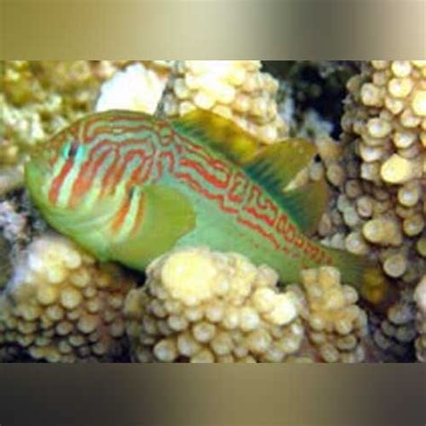 Green Clown Goby —