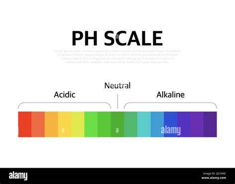 Diagramm Der Universellen Ph Skala Für Den Ph Indikator Vektorgrafik