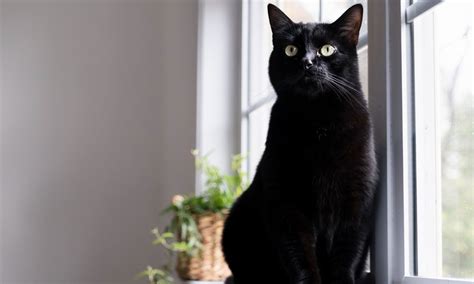 21 Black Cat Breeds With Beautiful Black Coats With Pictures Pet Keen