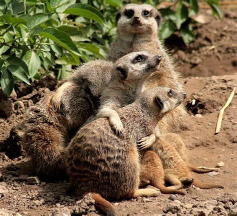 Meerkat Group Hug Jules Butcher Baker Flickr