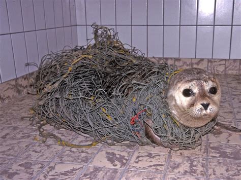 Ghost Nets Nets That Are Left Or Lost By Fishermen Are One Of The