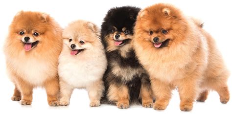 Pomapoo Is The Pomeranian Poodle Mix For You