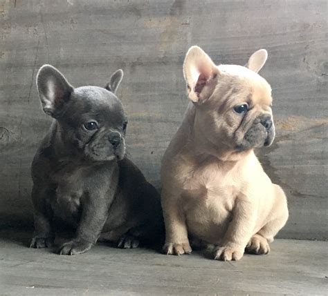 Blue Frenchie And Lilac Frenchie From First Class Frenchies French