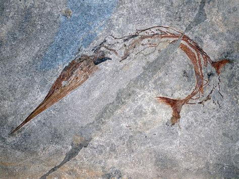 Unique Spine Found In 240 Million Year Old Fish Fossil On Earthsky