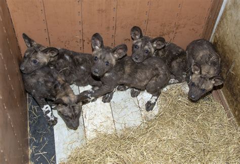 Painted Dog Pups Get A Check Up Zooborns