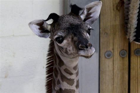 Baby Giraffe Born As Magic Of Disneys Animal Kingdom Arrives On