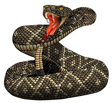 Click the below download button. Download Rattlesnake Png File HQ PNG Image | FreePNGImg