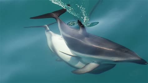 Female Dolphins Have A Fully Functional Clitoris Smithsonian