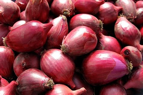 Science Discovers Organic Onions Have More Bioactive Benefits | Garden ...