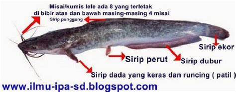 ikan lele 4d