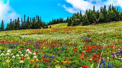 Alpine Meadows Filled With An Abundance Of Wildflowers In Sun Peaks In