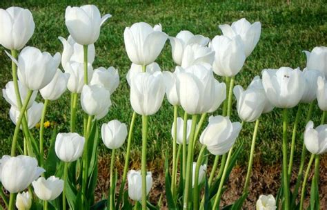 Menurut sejarah bunga ini ditemukan pada masa pemerintahan kekhilafahan turki usmani. Arti Bunga Tulip Berdasarkan Warnanya + Gambar | Gambar Bunga