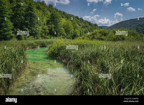 Beautiful Turquoise Coloured River Surrounded By Tall Reeds And Green