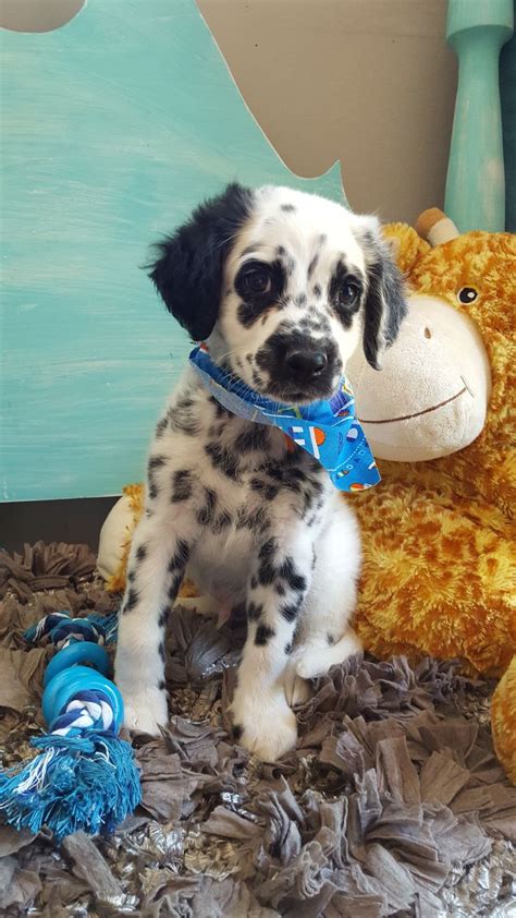 Check spelling or type a new query. Long haired Dalmatian puppy!!! | Dalmation puppy, Cute dogs, Cute animals