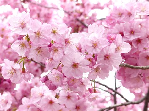 Japanese Blossom Flower