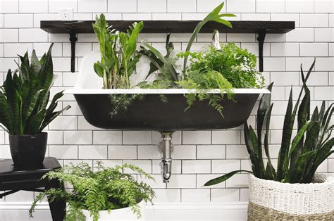 Three Plants That Thrive In Low Light Bathrooms Deuce Cities Henhouse