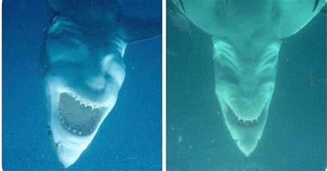 Ou Think This Is Funny Sharks Seen Upside Down And From Underneath