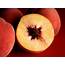 Peach  Fruit Description & Facts Britannica