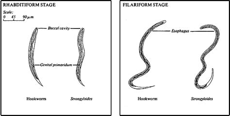 Intestinal Parasites Comparative Morphology Figure 7