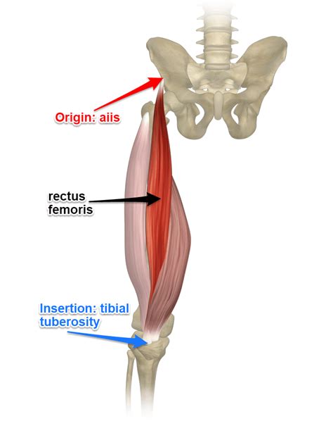 Quadriceps Femoris