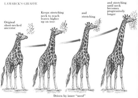 Giraffe Evolution According To Lamarck Adaptaciones De Los Animales