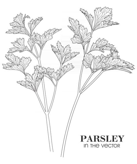 Sketch Of Parsley On A White Background 2982132 Vector Art At Vecteezy