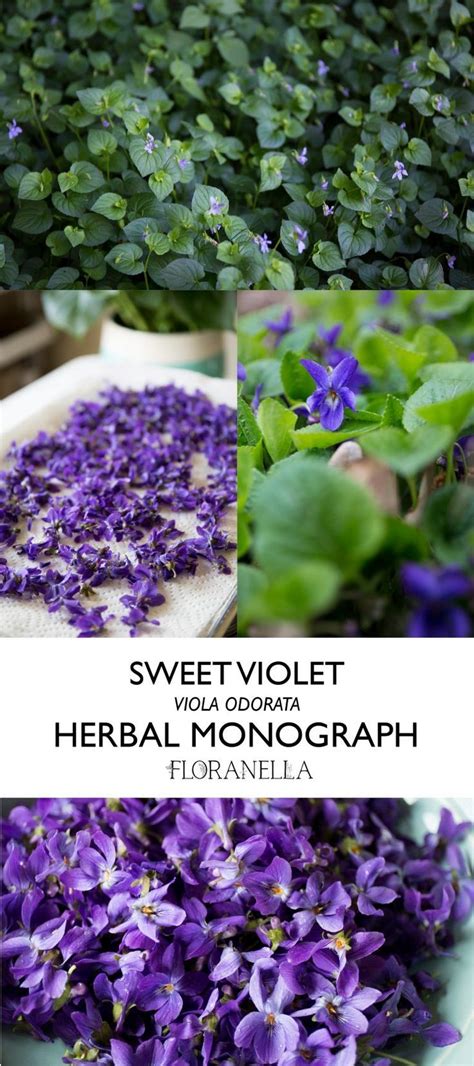 Sweet Violets An Herbal Monograph Viola Odorata Floranella Sweet