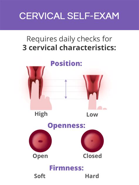 How To Check Cervix For Pregnancy Staybite