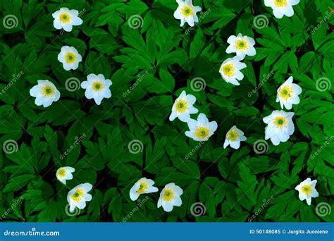 Anemone Windflower Stock Image Image Of Plant Forest 50148085