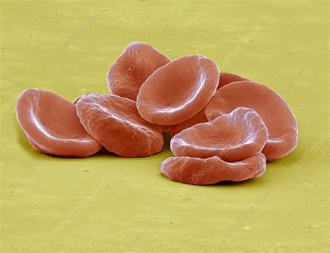 Red Blood Cells Sem Stock Image C0088462 Science Photo Library