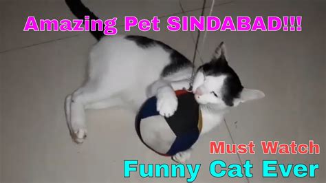 Funny Cat Ever Amazing Pet Sindabad Funny Pet Compilation