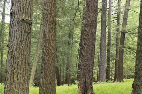 Free Picture Wood Tree Nature Conifer Landscape Leaf Poplar Forest