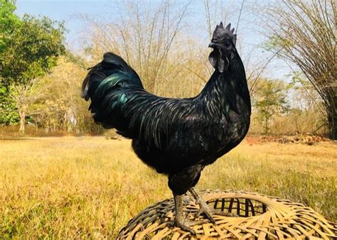 4 Most Popular Bali Chicken Breeds And What You Should Know The Happy