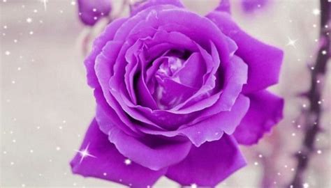 Their flowers are a purplish blue that's close to periwinkle in color, and they grow on top of the plant's often tall stems. You Should Experience What Does Purple Flowers Mean At ...