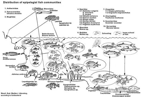 Marine Biology Phytal Seagrass Bed Nekton Fish