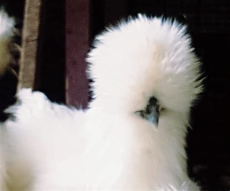 Uova e Piume | Allevamento galline razza Moroseta ...
