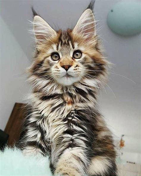 Gracie is a sweet, fluffy, gorgeous maine coon mix kitten who was rescued by a rescue ally who does trap, neuter. Pin on Wholly CAT