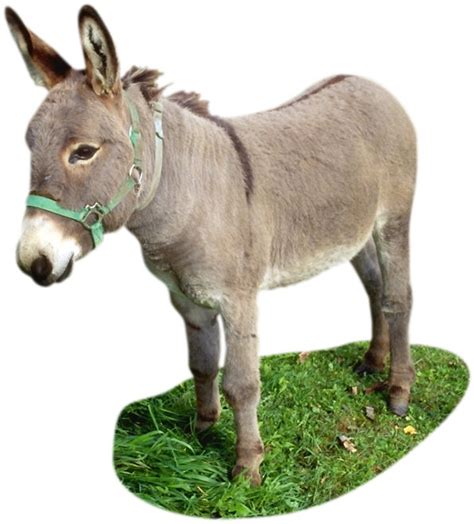 Baby Animals Name Donkey Blog Free Download Games