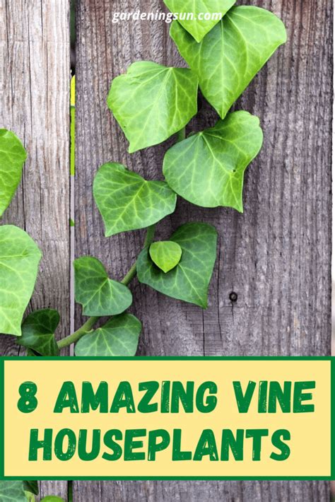 8 Amazing Vine Houseplants Gardening Sun
